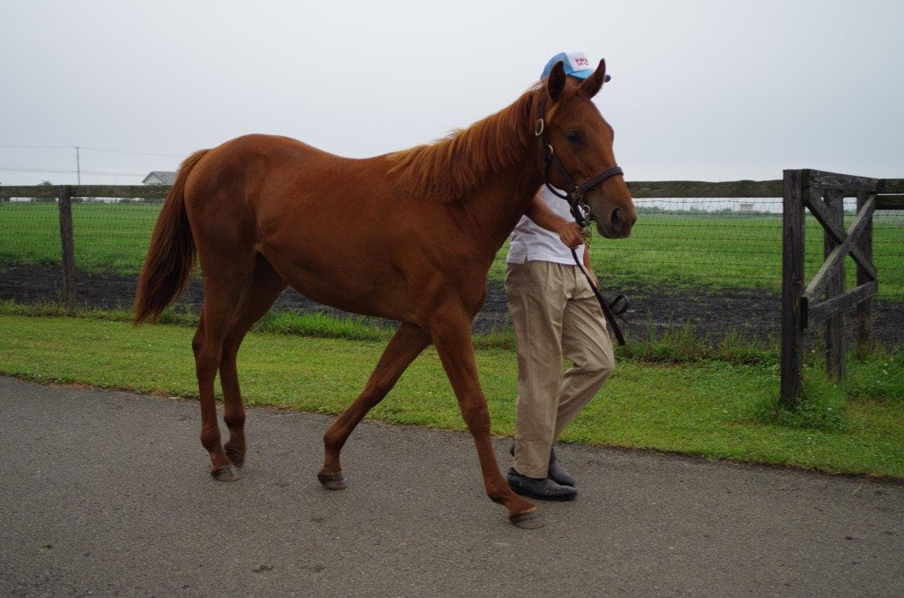 競馬で走る馬はどこからやってくるのか 馬産地 北海道を尋ねる 京都で暮らそう