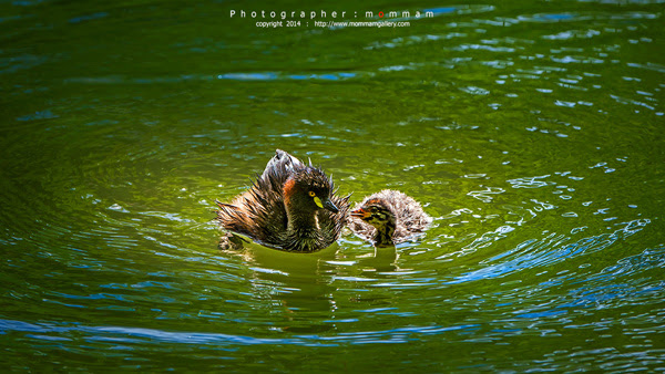 สัตว์บินได้