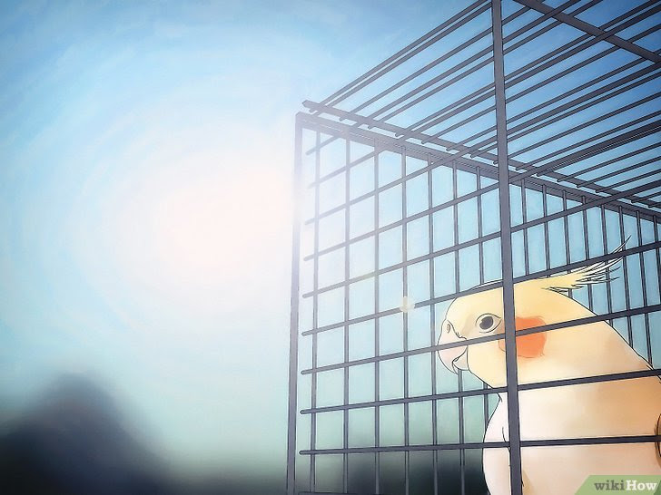 Breed Cockatiels Step 5.jpg