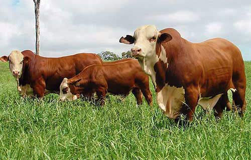 Pelatihan Agribisnis Sapi Metal | Training dan Pelatihan SDM Profesional