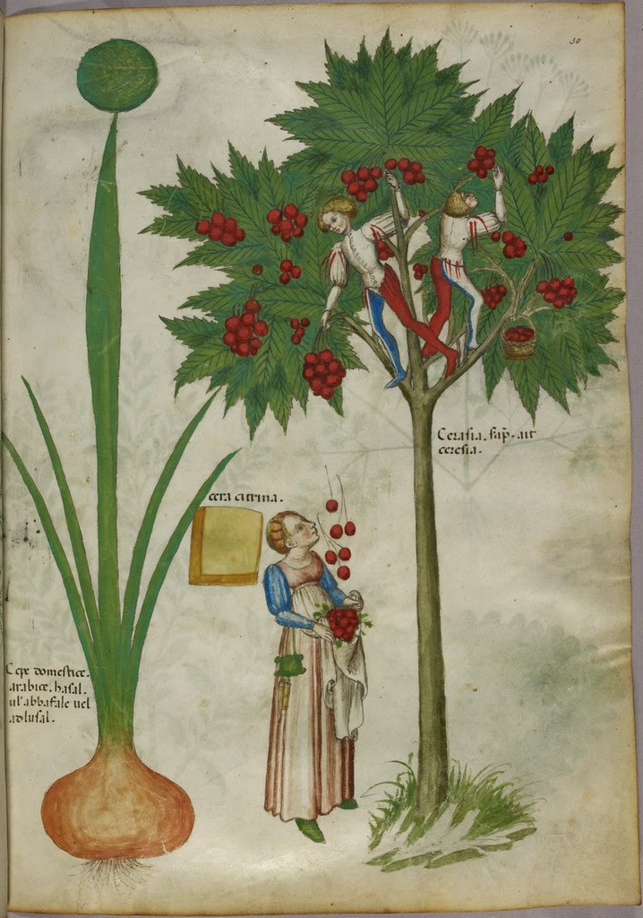 Manuscript miniature of fruit picking