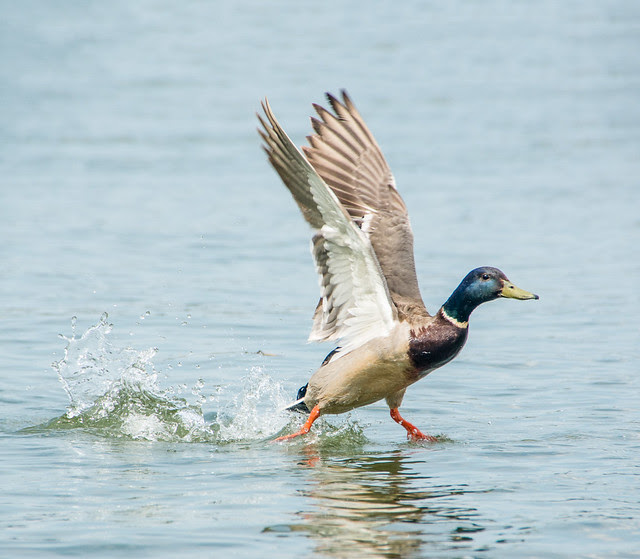 mallard takeoff