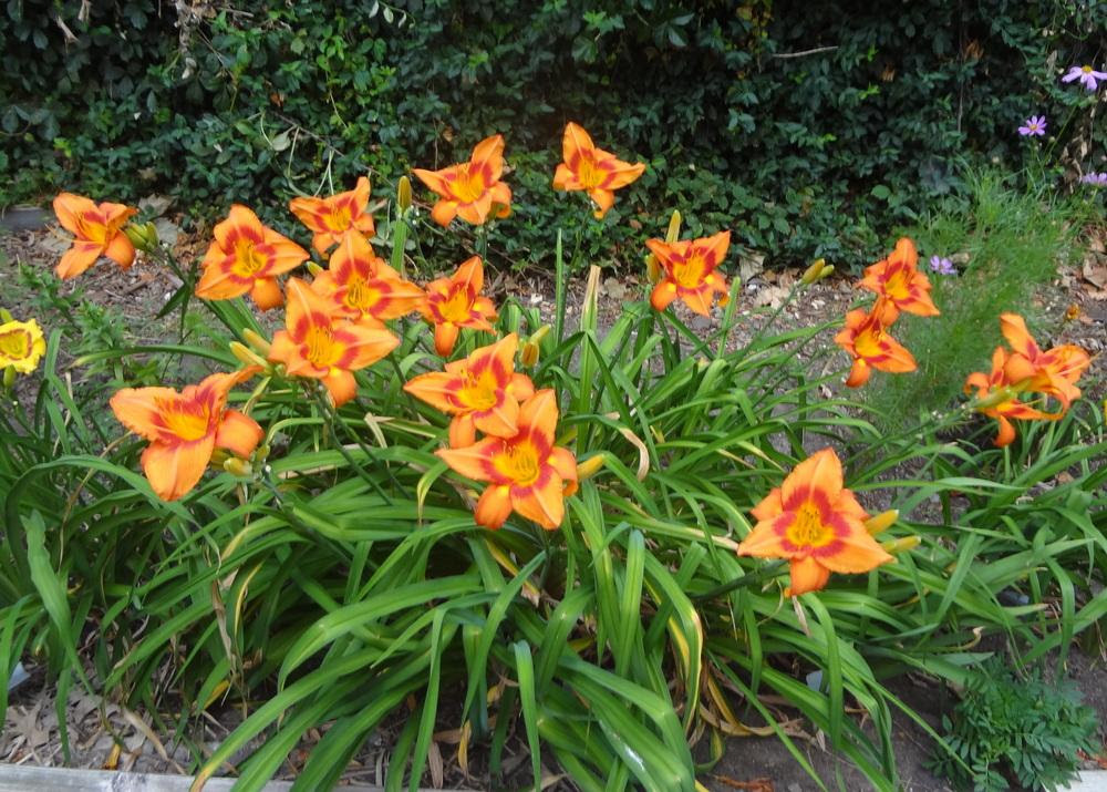 Photo of the entire plant of Daylily (Hemerocallis 'Leebea ...