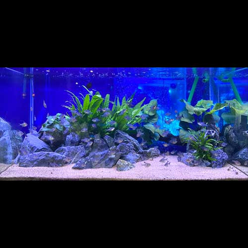 レイアウト水槽参考データ 熱帯魚ショップトロピランド