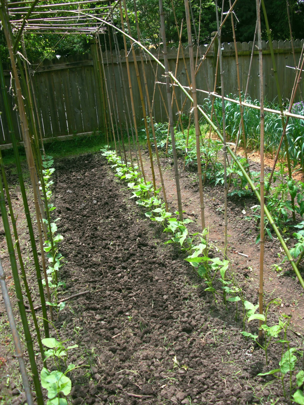 beanpolesii