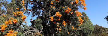 Orange Flowering Plants Australia / Clivia Plant With Orange Flowers In An Australian Garden Stock Photo Alamy - They bloom on top of dark green leaves.