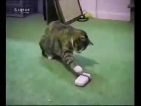 super funny pictures of cats. Super funny Cats!