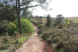 Lympstone, via Woodbury Common 017