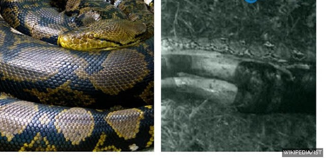 Foto: Fakta-fakta Mengerikan Sanca Batik Ini Mungkin di Kemudian Hari Menyelamatkan Nyawa Anda http://ift.tt/20kt43r - Berita Terbaru Terkini Hari Ini - Ketika tanpa sadar berada di area 'kekuasan' ular piton jenis kembang atau sanca batik, waspada dan lakukan beberapa hal ini karena nyawa taruhannya. Simak fakta-fakta ini, Jumat (31/3/2017). Tewasnya petani sawit Desa Salubiro, Kecamatan Karossa, Kabupaten Mamuju Tengah, Sulawesi Barat memicu kehebohan.