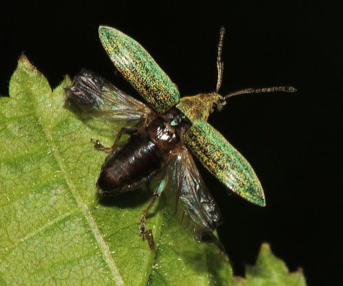 Weevil 16482