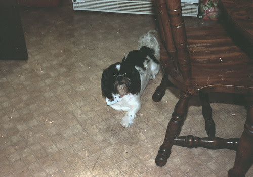 Dog