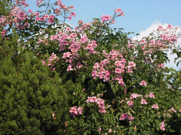 モモイロノウゼンカズラ