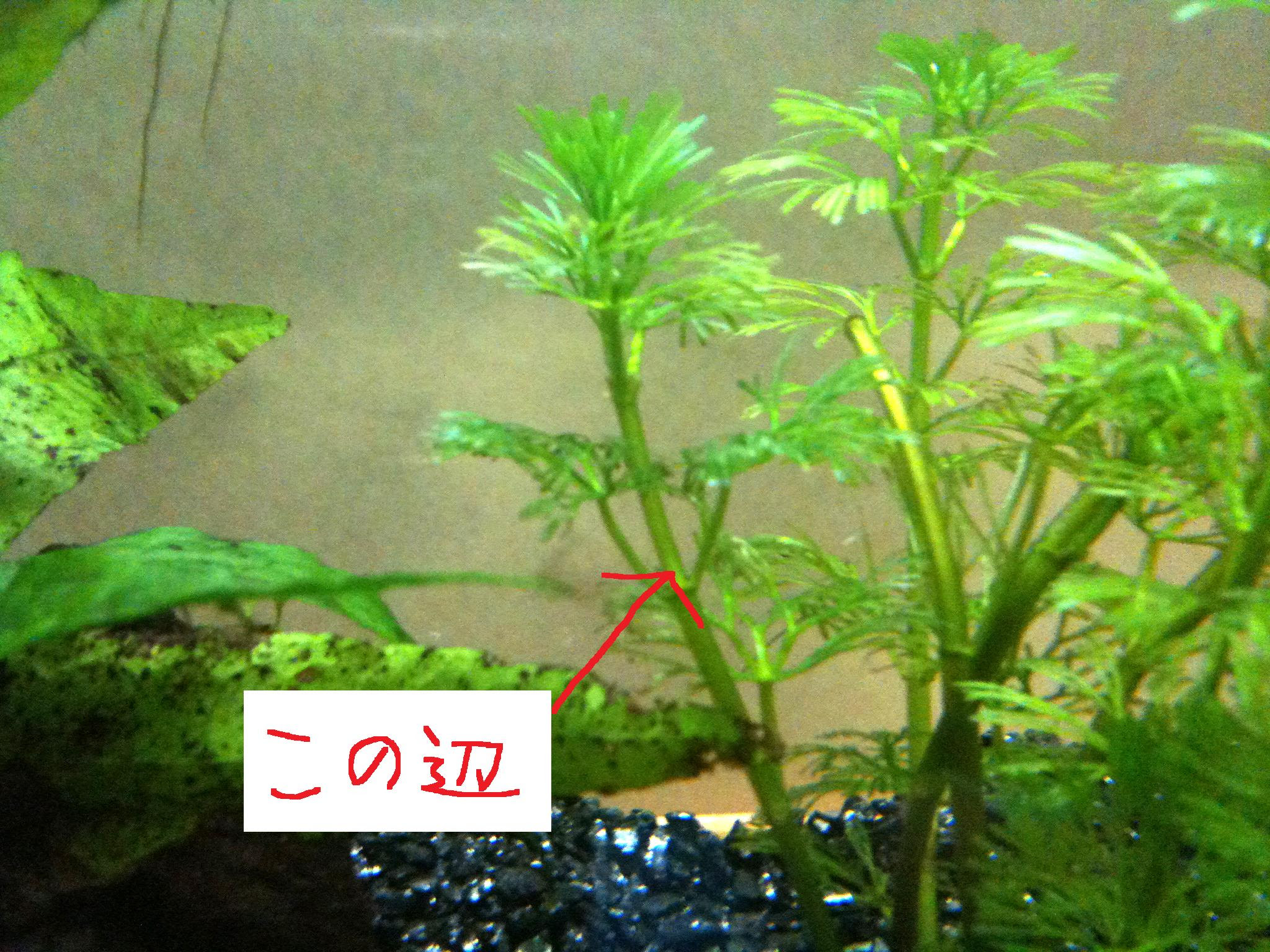 カボンバ復活 熱帯魚とサンショウウオと水草と
