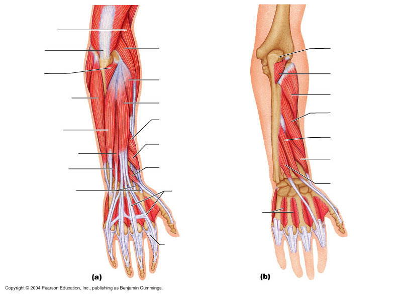 ImageQuiz: Lower arm muscles