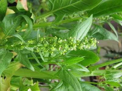 ほうれん草って花が咲くの 兵庫県立人と自然の博物館 ひとはく ひとはくblog旧