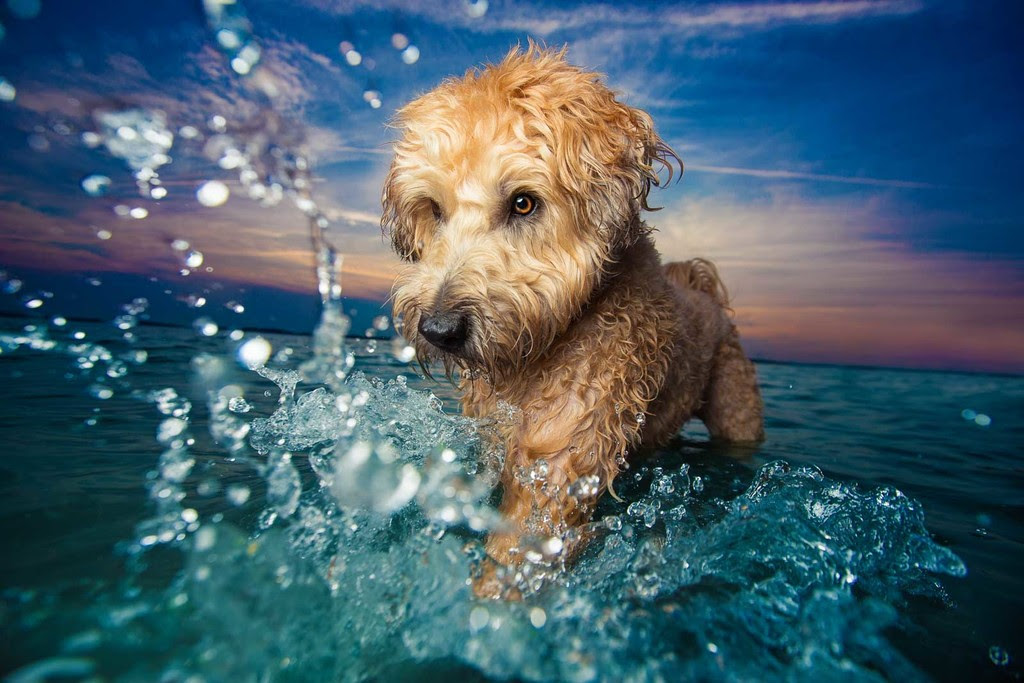 Dpoty Dogs At Play 1st C Kaylee Greer The Kennel Club