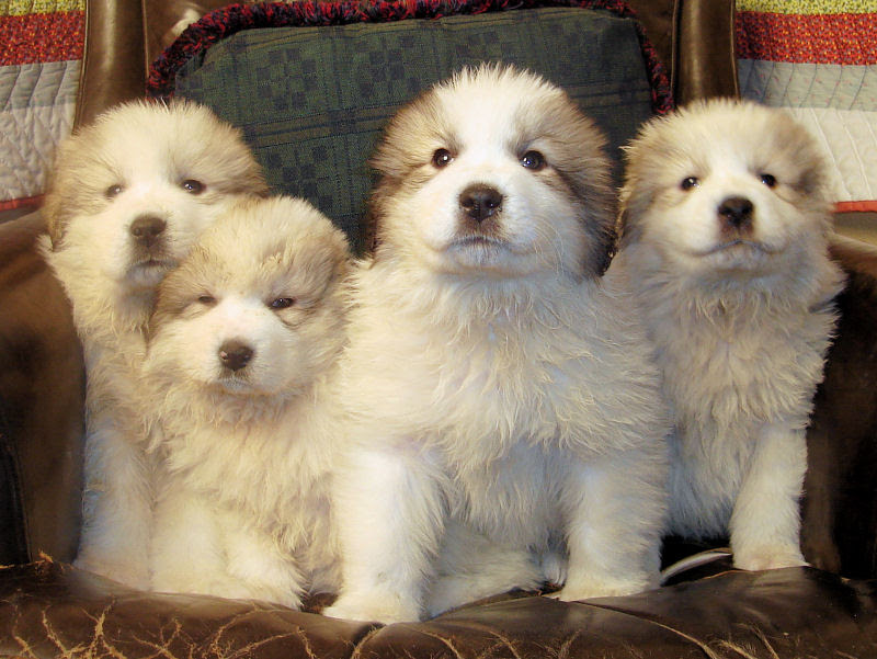 herder together with the puppies and dogs together. herder together with the