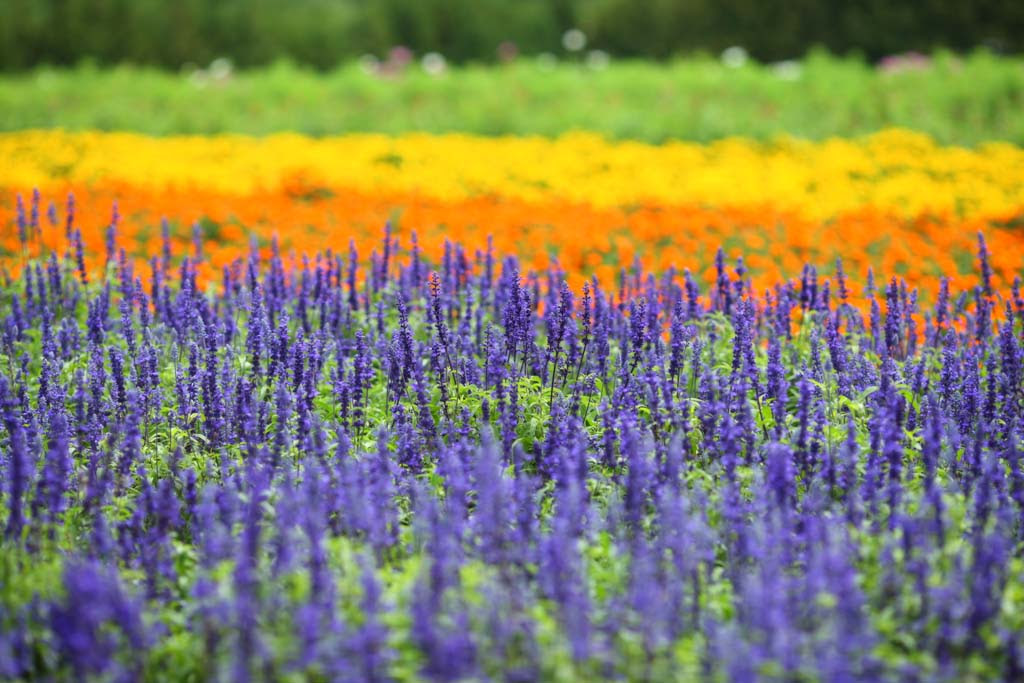 ゆんフリー写真素材集 No 8017 富良野の花畑 日本 北海道