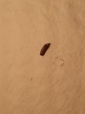 Instead, i use a long zip tie. Worm in Bathroom is Duff Millipede - All About Worms