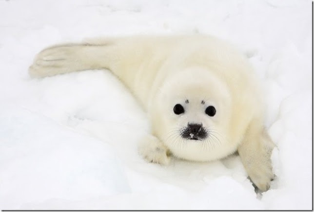 harp-seals-2