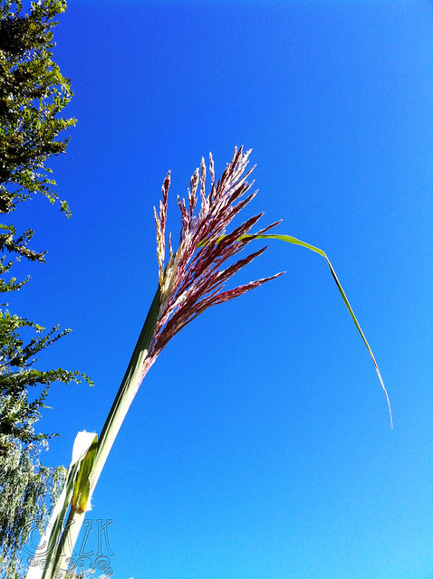 IMG_0874 Plume Grass