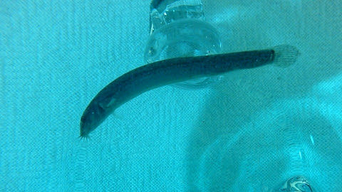 ドジョウが白点病と診断されて くれいふぃっしゅのブログ