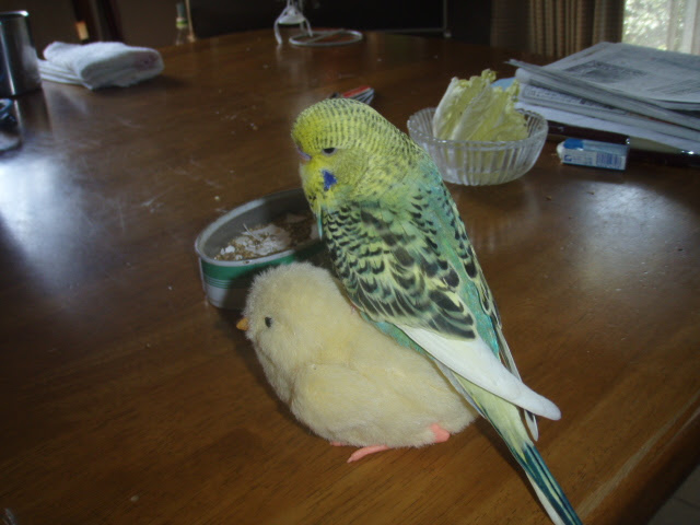 ４日間 留守番をした手乗りインコ 独りしゃべり
