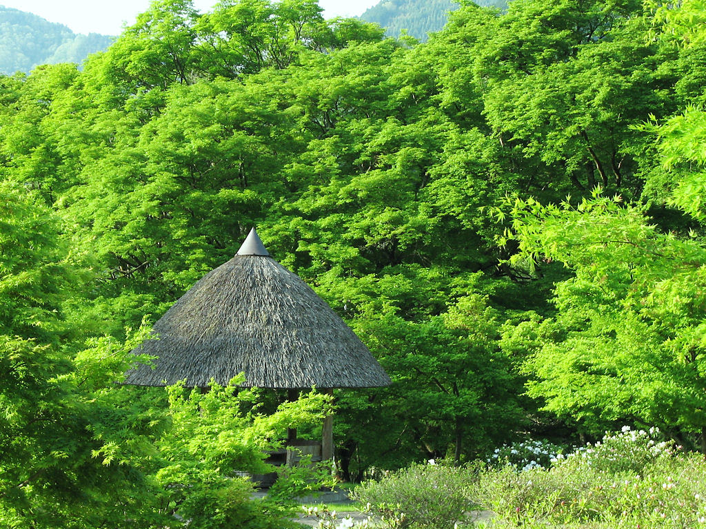 新緑の壁紙 深緑と緑の森 壁紙写真 四季の彩り壁紙写真集