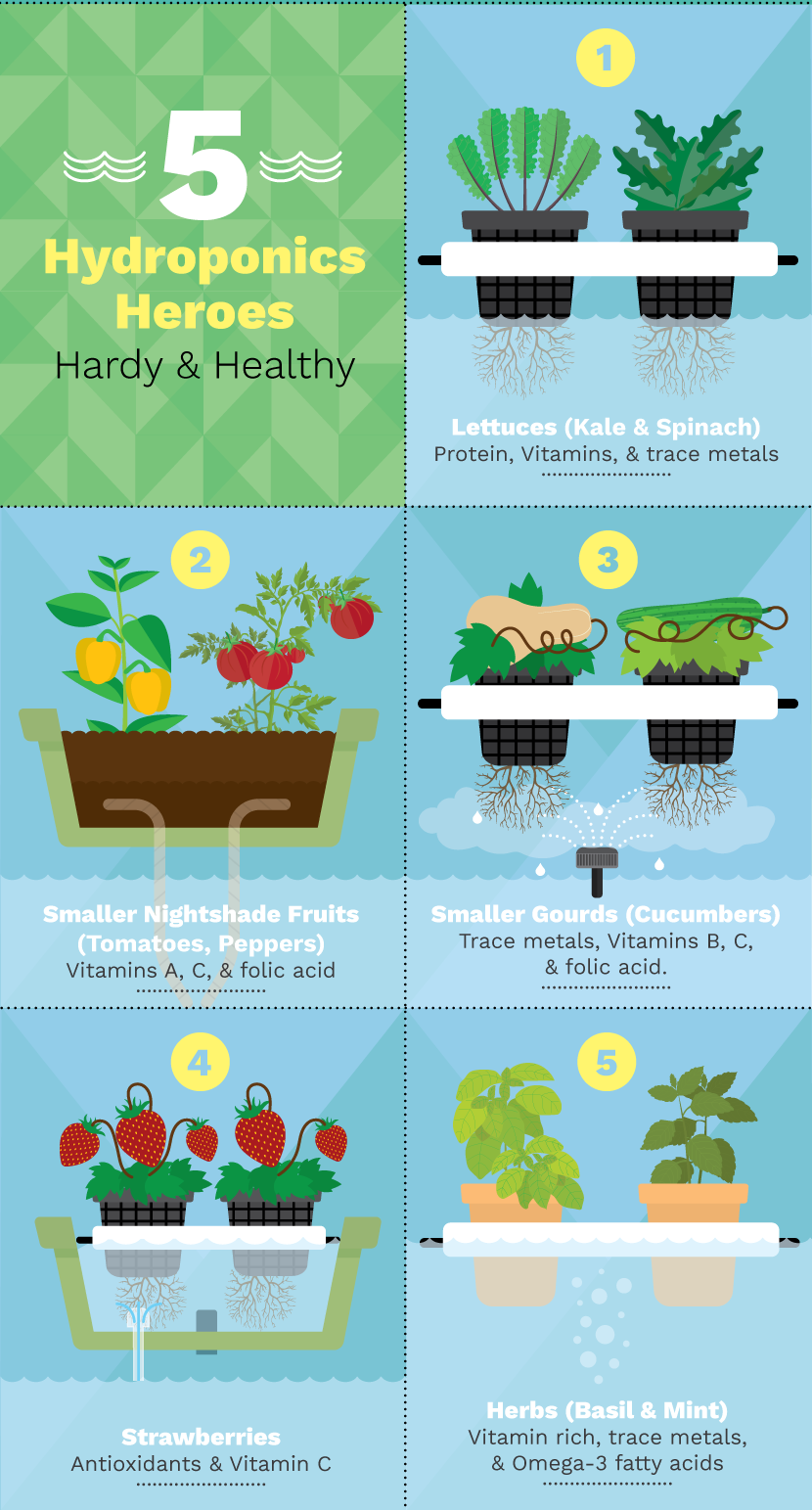 Aquaponics system how do they work Aquaponics and greenhouses to grow produce year-round planned by Garden of Health