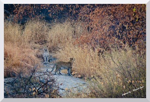 Female Leopard (Zara) and Male adult cub