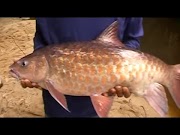 30 Ide Populer Mancing Ikan Besar