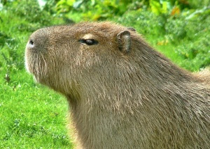 Capybara