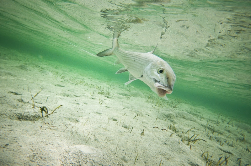Flies for bonefish