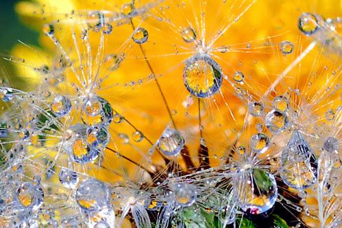 seeds of my neighbor's discontent