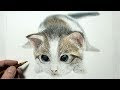 √完了しました！ かわいい 鉛筆 猫 イラスト リアル 221945