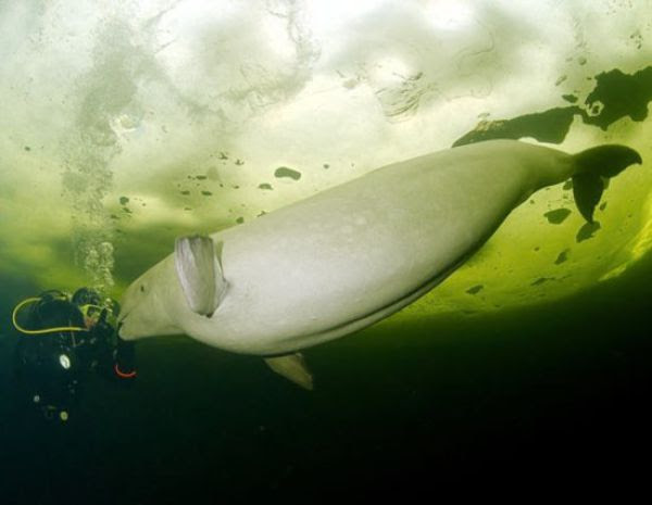 Diving with White Whales (15 pics)