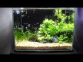 200以上 水草 小型水槽 301908-小型水槽 水草 ライト