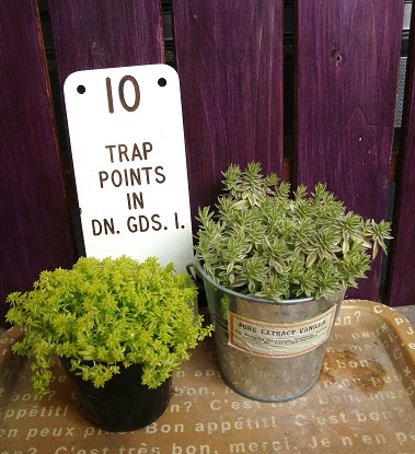 Present From Garden ベランダと地植えのセダムの比較