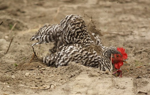 Dust baths on the new leach field (12)