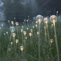 Impresionantes Bruce Munro Instalaciones LED iluminan los jardines de Longwood (20) Cortesía de Bruce Munro