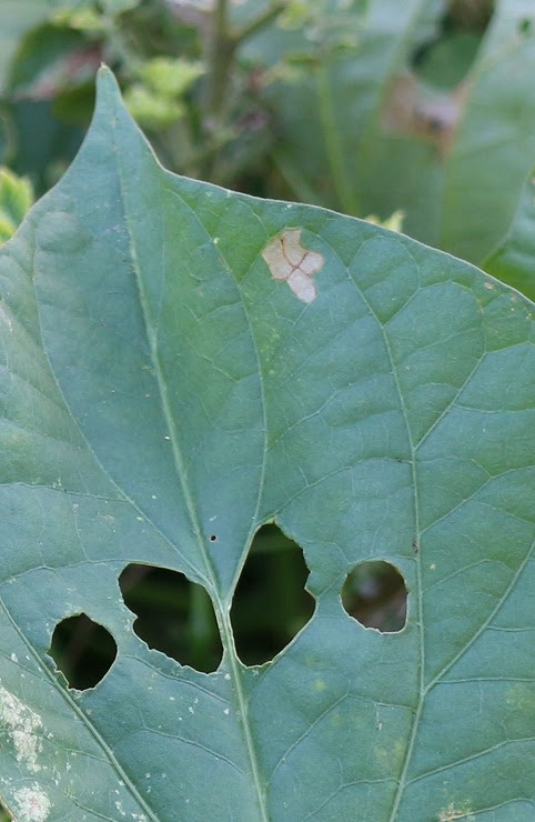 さつま芋の葉 虫に食べられてる 讃岐源之丞に惹かれて
