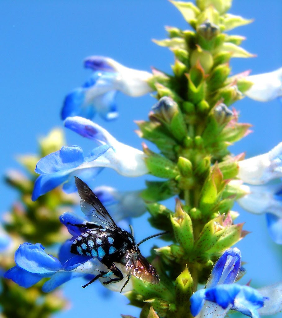Blues