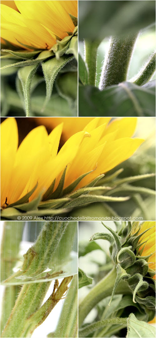 Girasoli collage 2