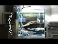 √100以上 アクアリウム レイアウト おしゃれ 773761-アクアリウム レイアウト おしゃれ