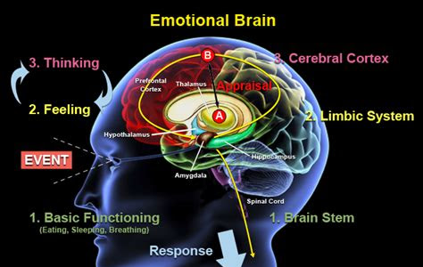 Download PDF Online The Emotional Brain Get Now PDF