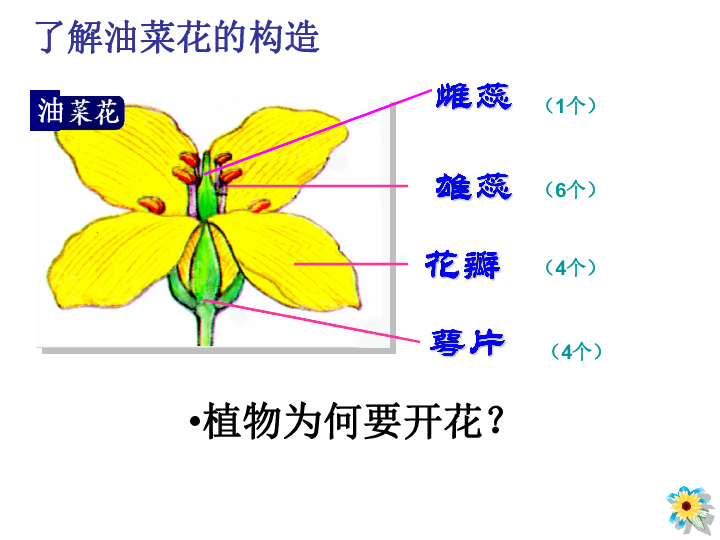萼片是花的哪个部位 万图壁纸网