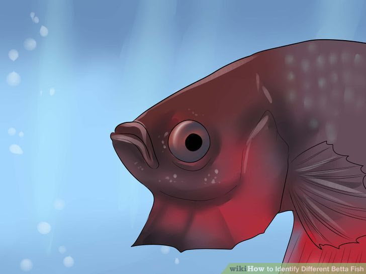 Identify Different Betta Fish Step 11.jpg
