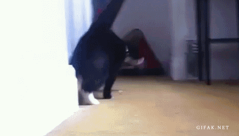 funny deal with it gif boobs