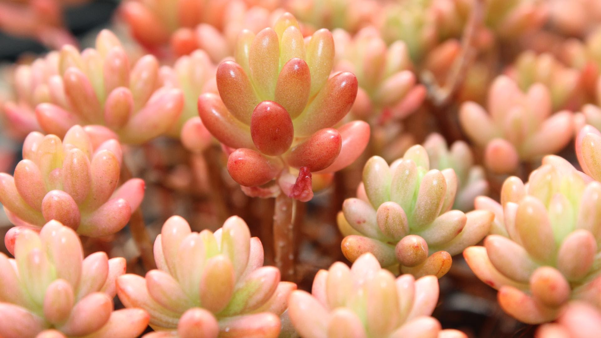 多肉植物 サボテン写真 壁紙集 Greenfactory グリーンファクトリー