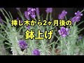 選択した画像 ラベンダー 株分け 235640-ラベンダー 株分け